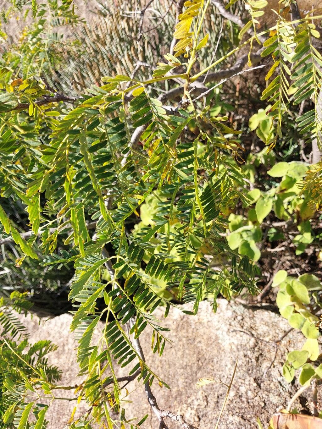 Entada chrysostachys — related species from the same genus