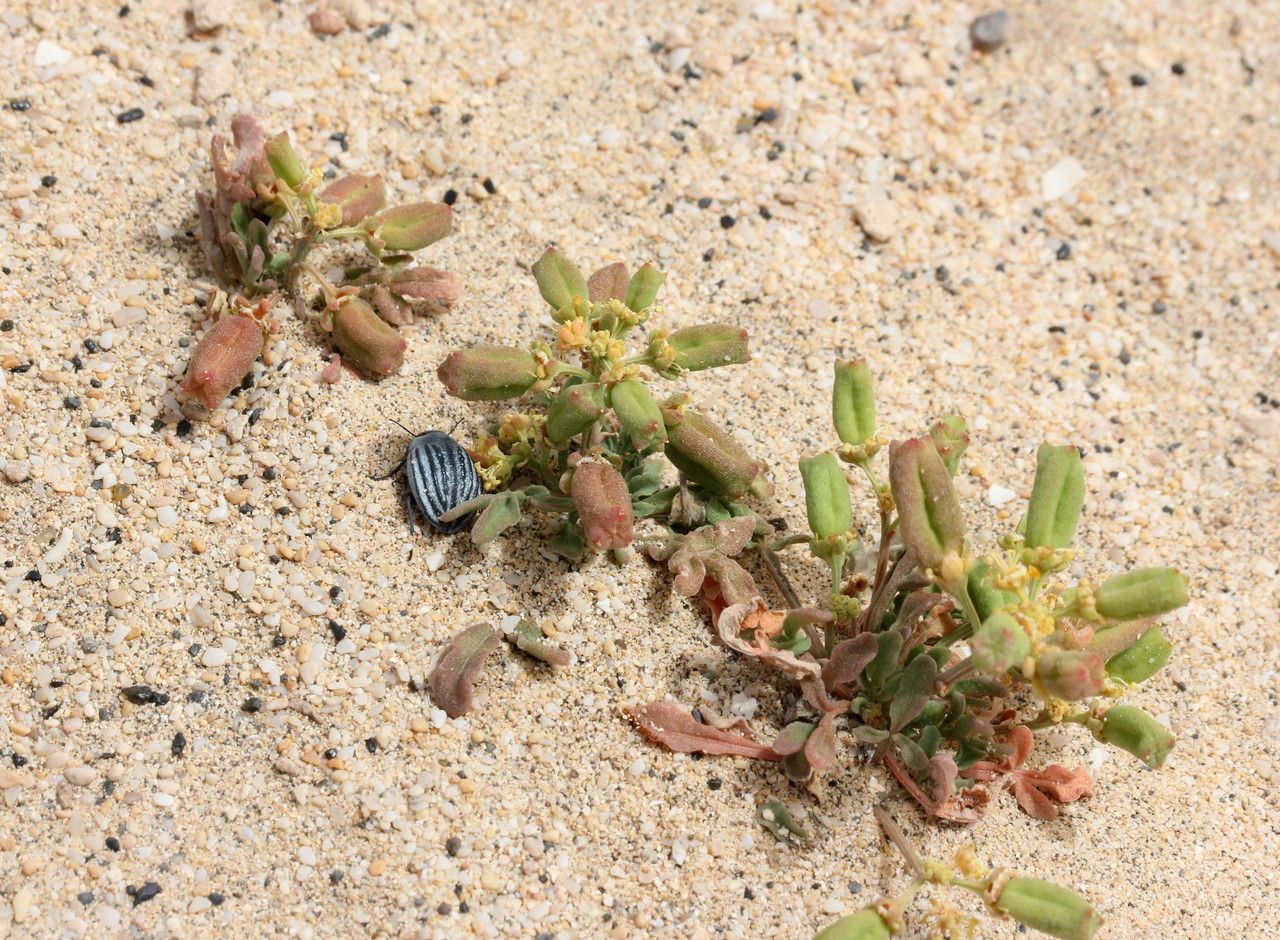 Reseda lancerotae habit