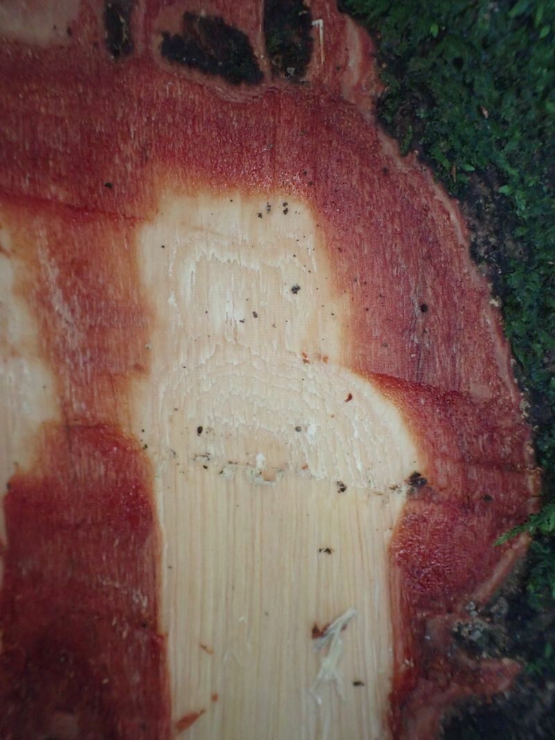 Dialium angolense bark