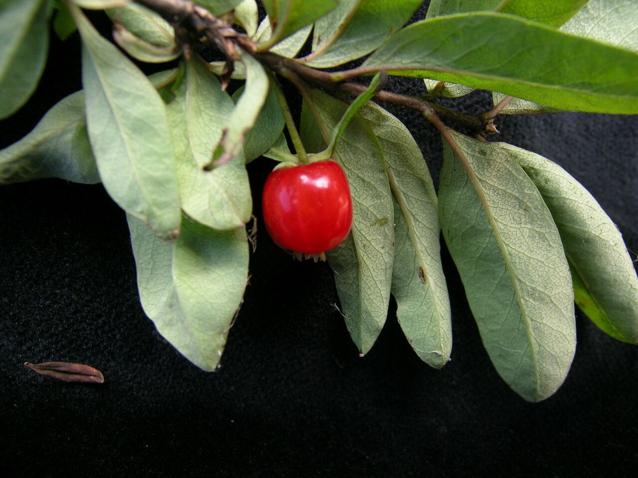 Lonicera angustifolia