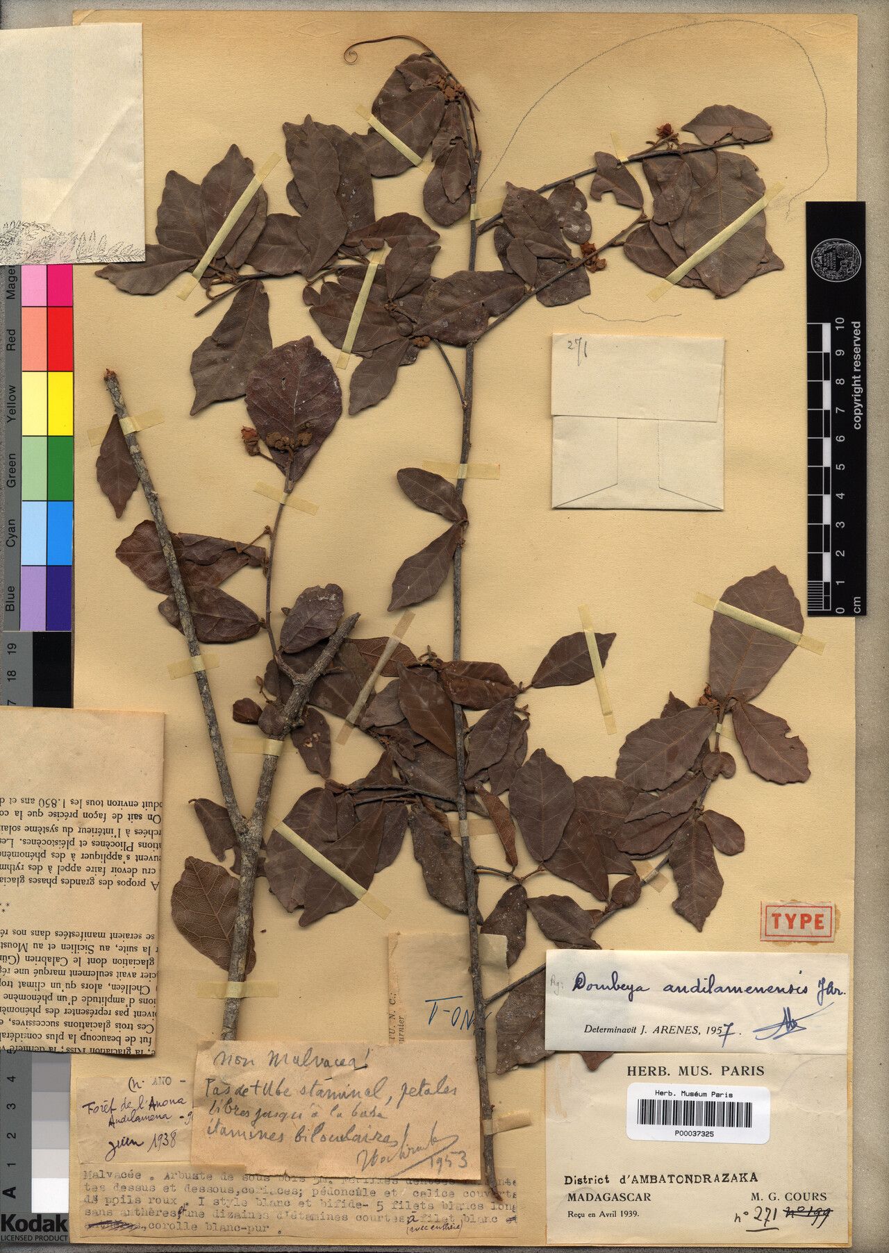 Dombeya aquifoliopsis — houseplant care guide