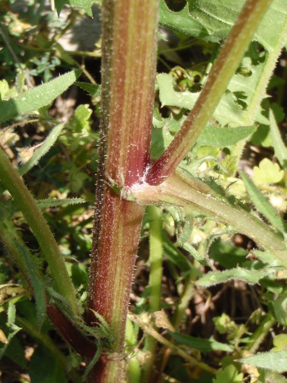 Crepis nicaeensis bark
