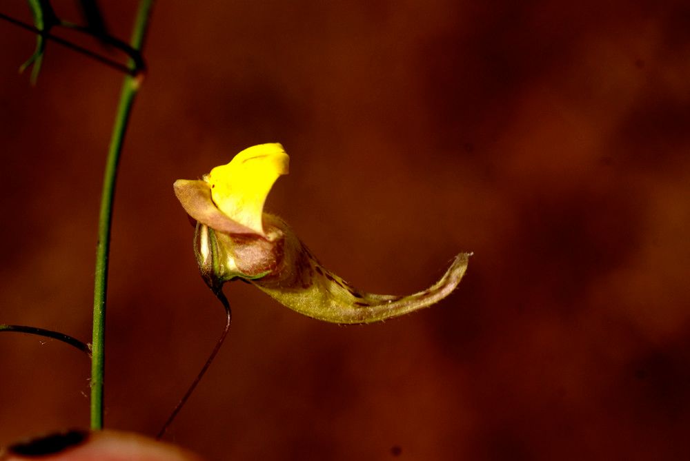 Kickxia sagittata flower
