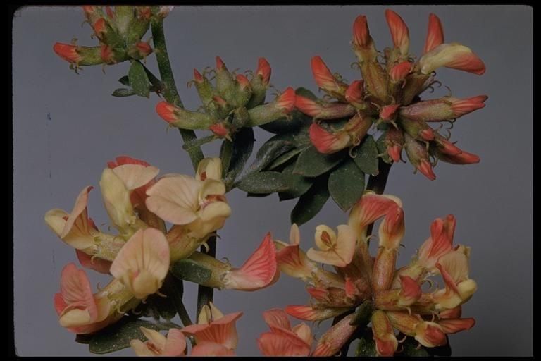 Acmispon cytisoides flower