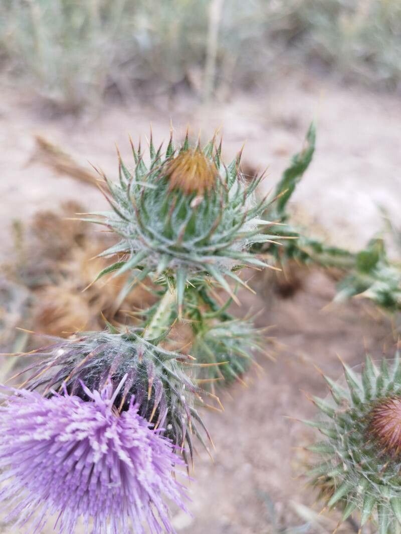 Onopordum corymbosum flower