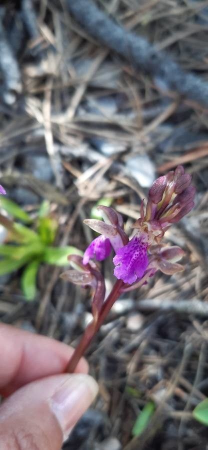 Orchis spitzelii flower
