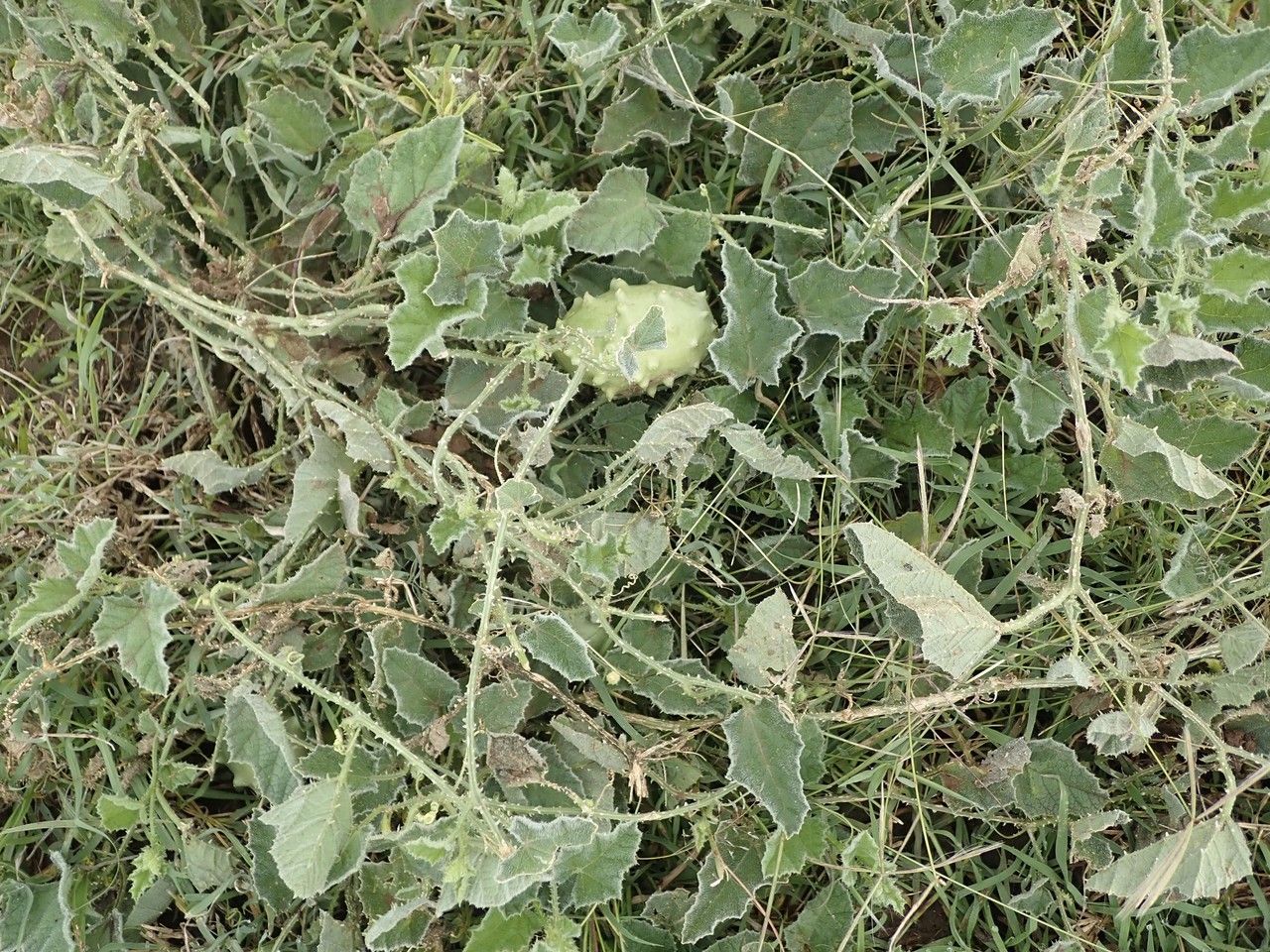 Cucumis aculeatus other