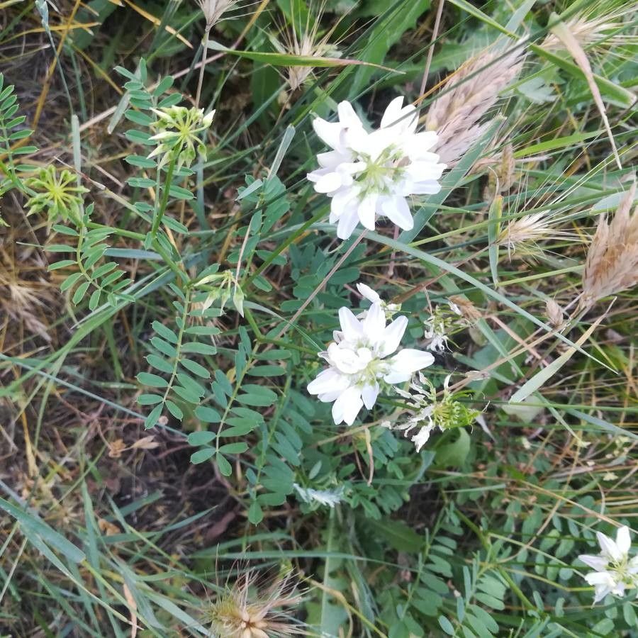Coronilla globosa flower