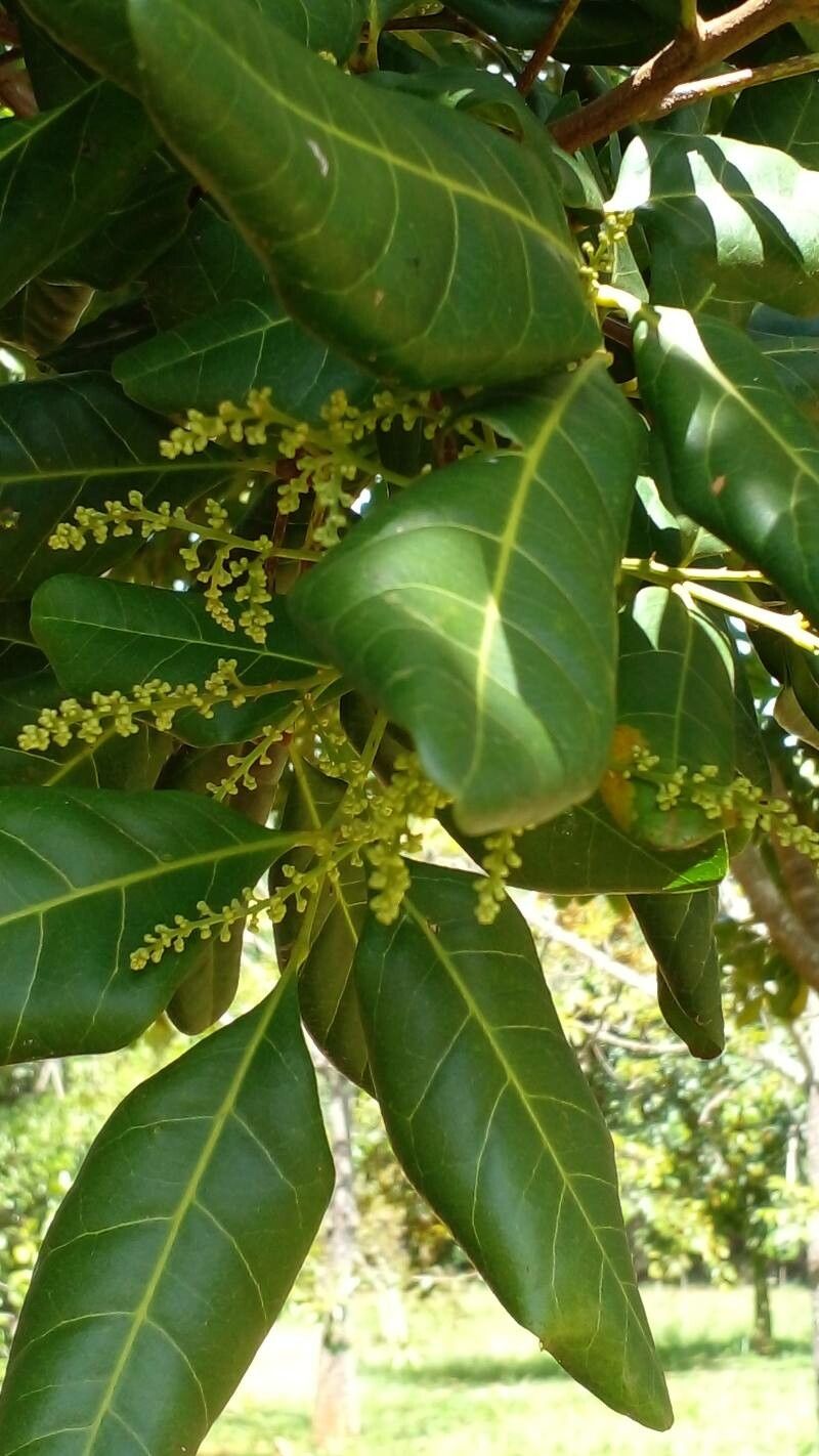 Mezilaurus crassiramea other