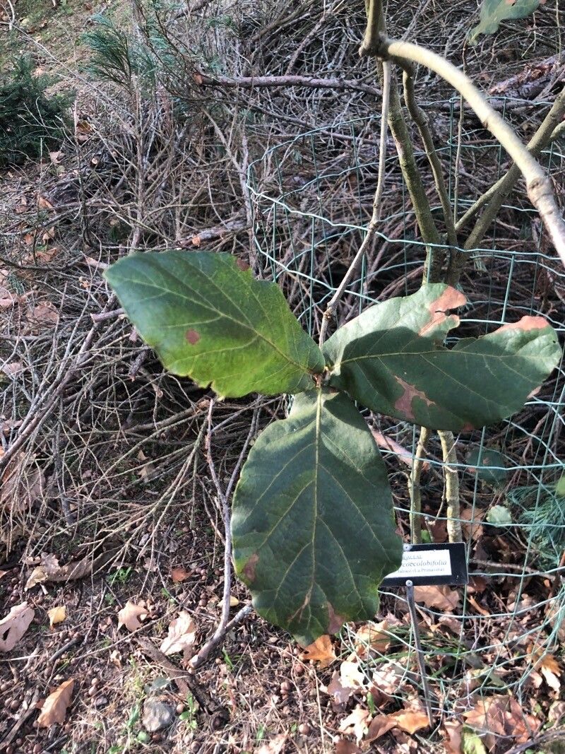 Quercus jonesii — houseplant care guide