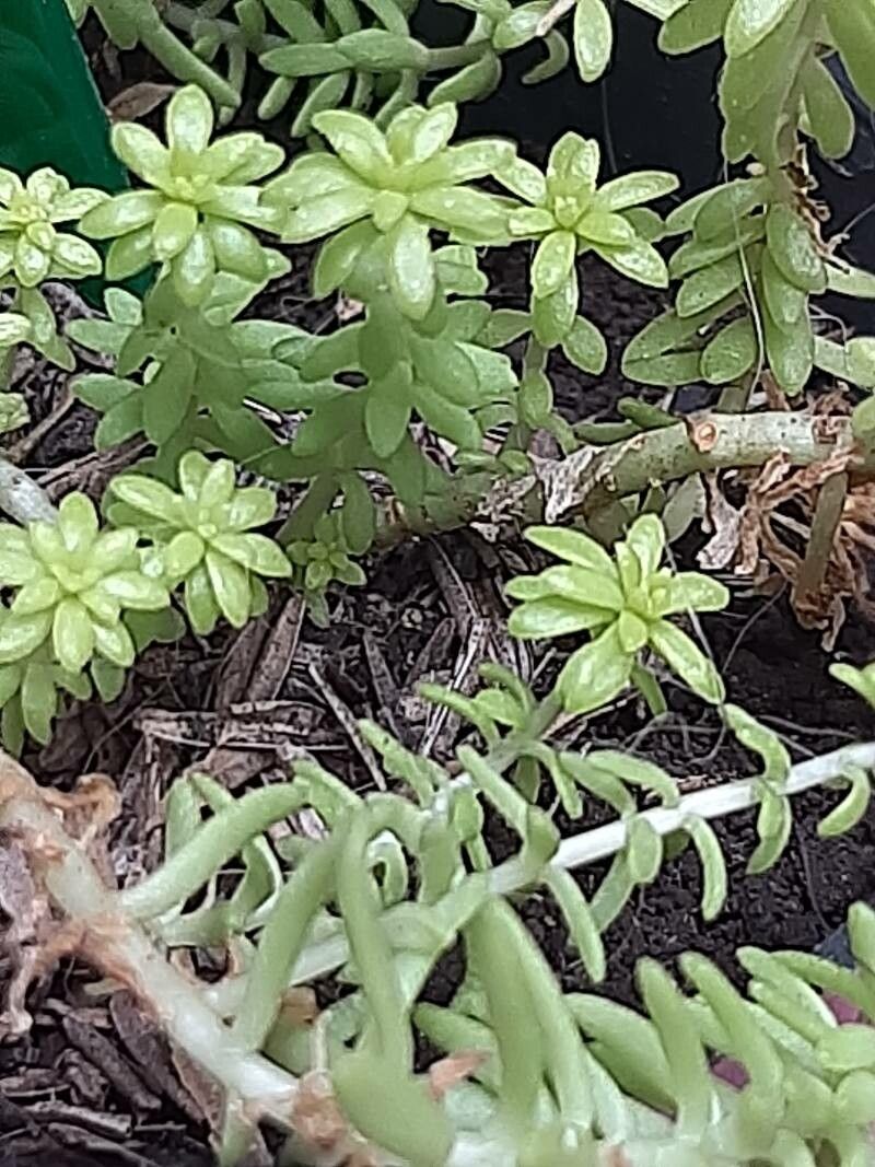 Sedum japonicum bark