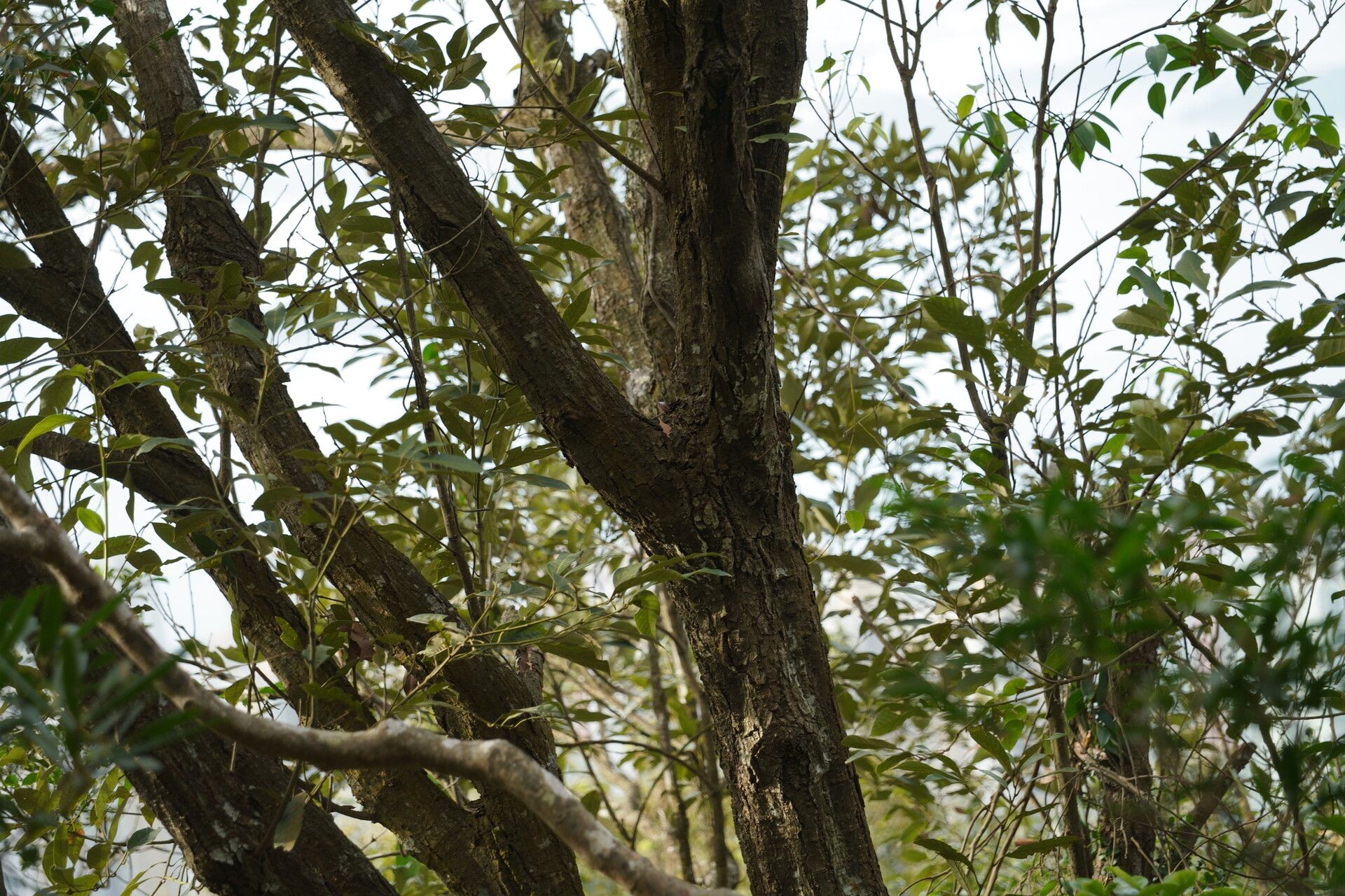 Lithocarpus irwinii bark