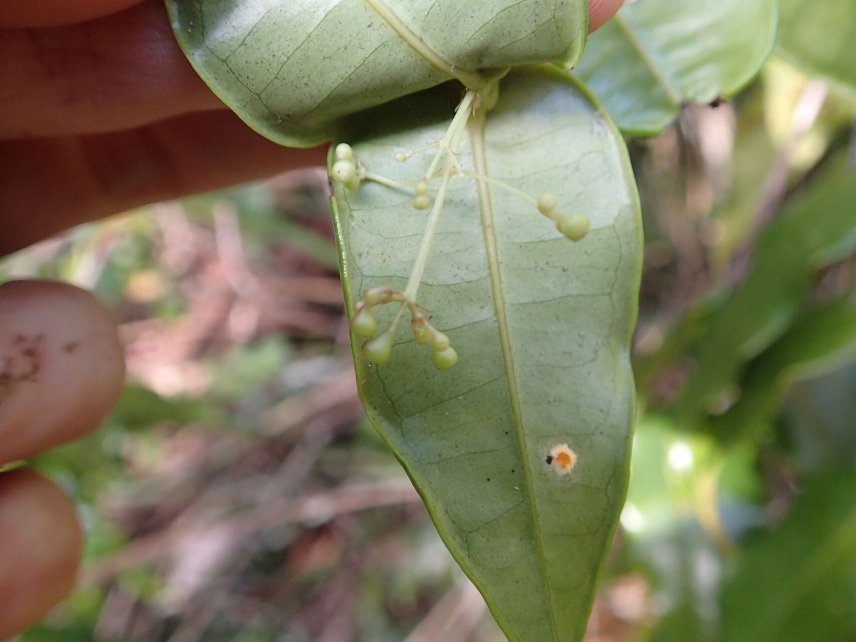 Syzygium jaffrei leaf