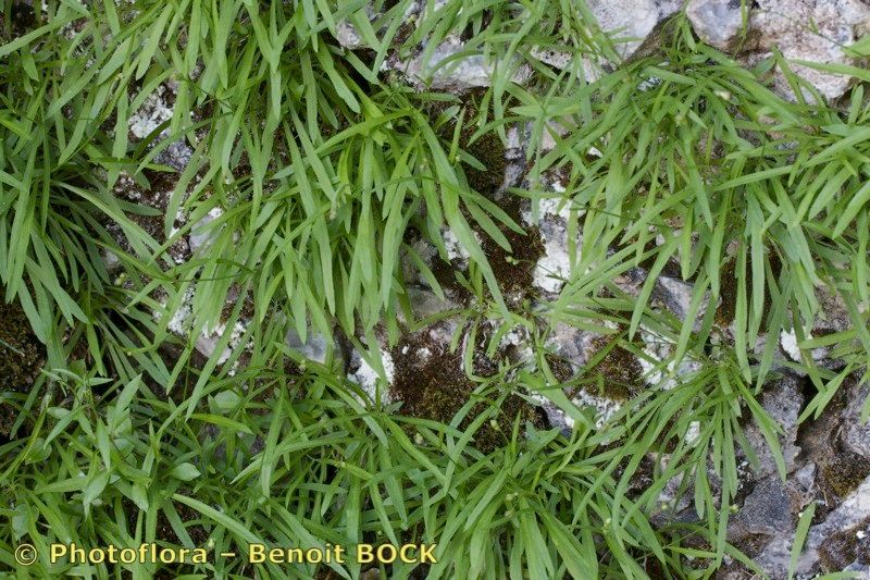 Silene campanula other