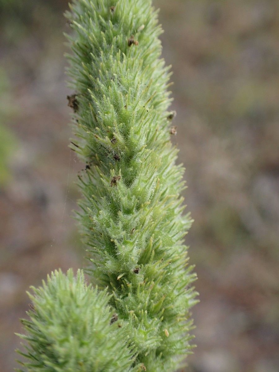 Hyptis spicigera fruit