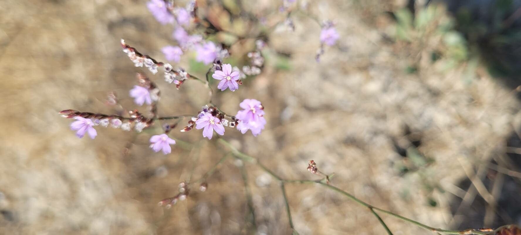 Limonium cuspidatum flower
