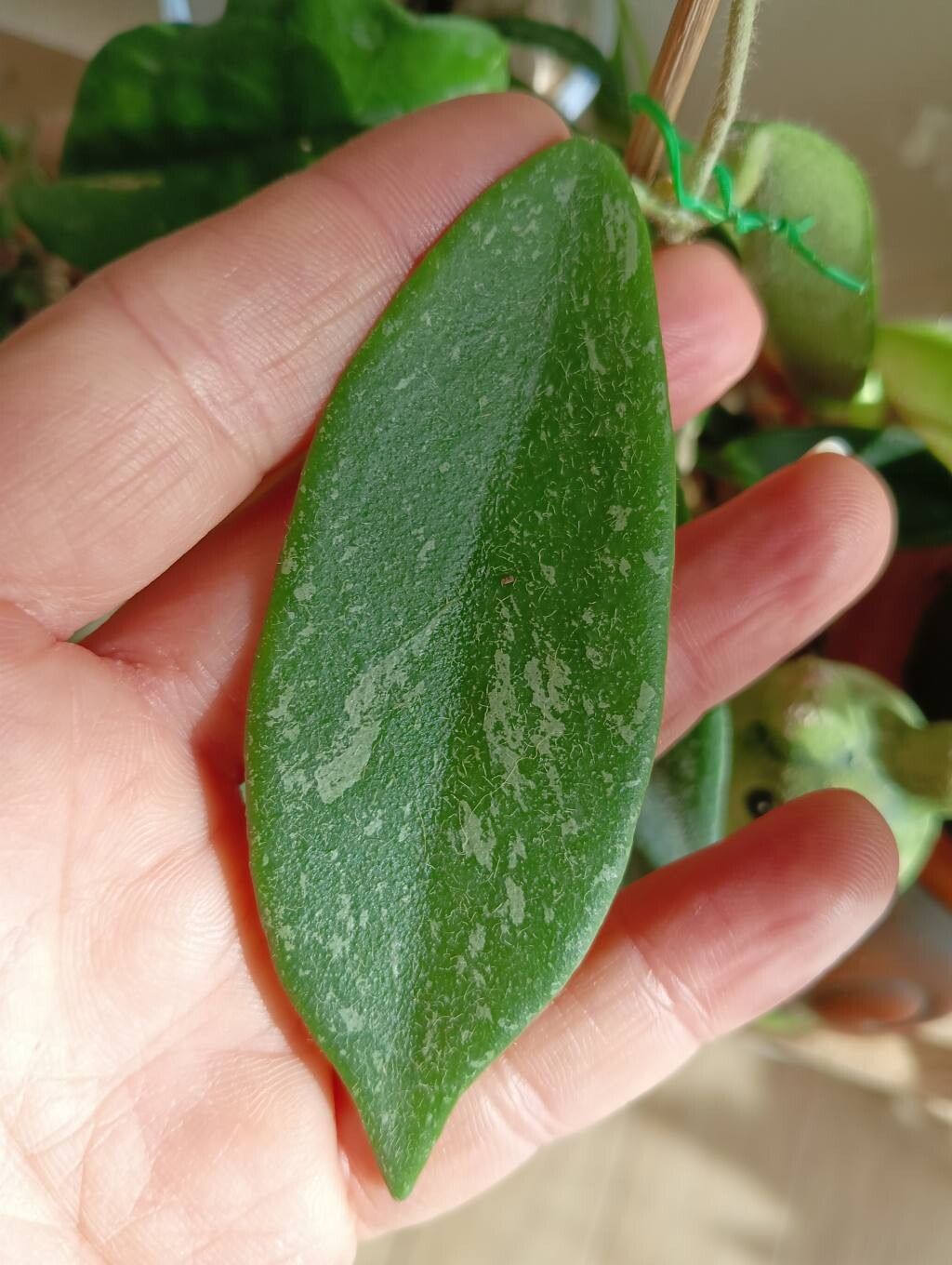 Hoya thomsonii — search result for 'Hoya'