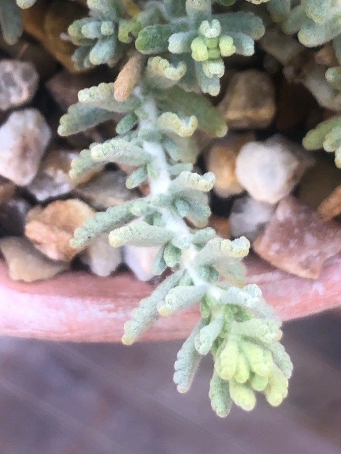 Teucrium polium leaf