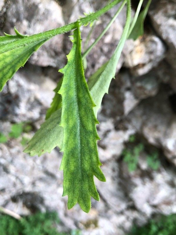 Leucanthemum atratum
