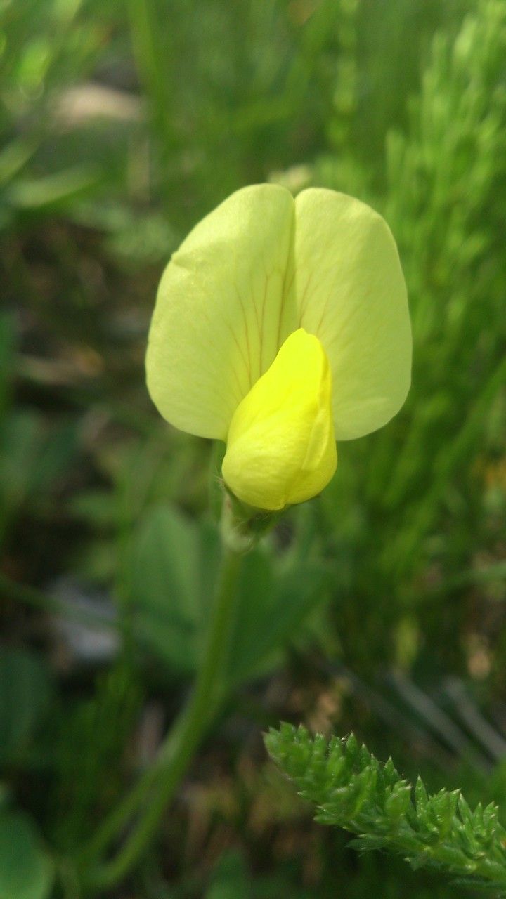 Lotus maritimus flower