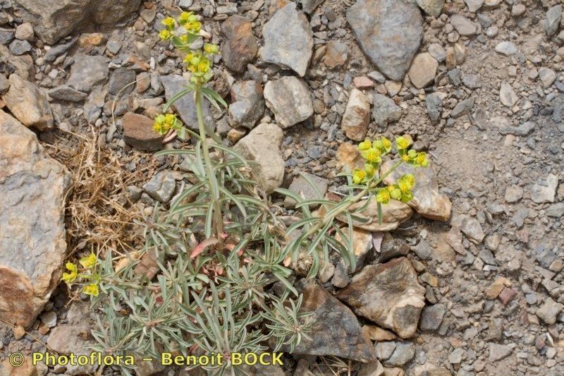 Euphorbia megalatlantica — houseplant care guide