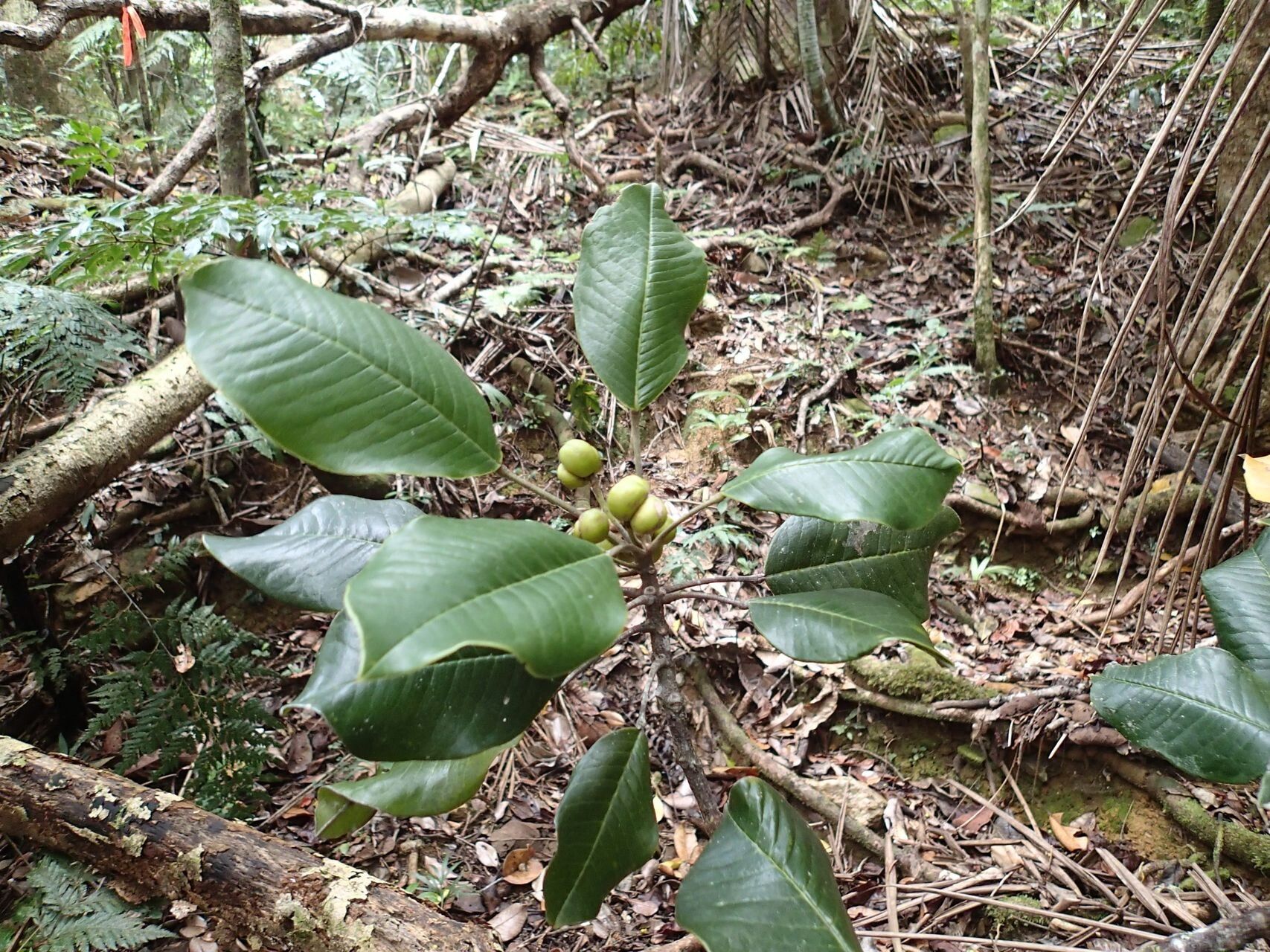 Sarcomelicope megistophylla fruit