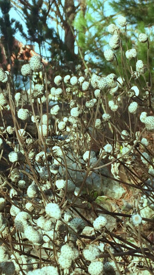 Anemone hupehensis fruit