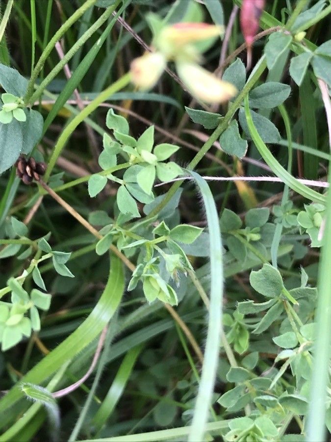 Lathyrus annuus leaf