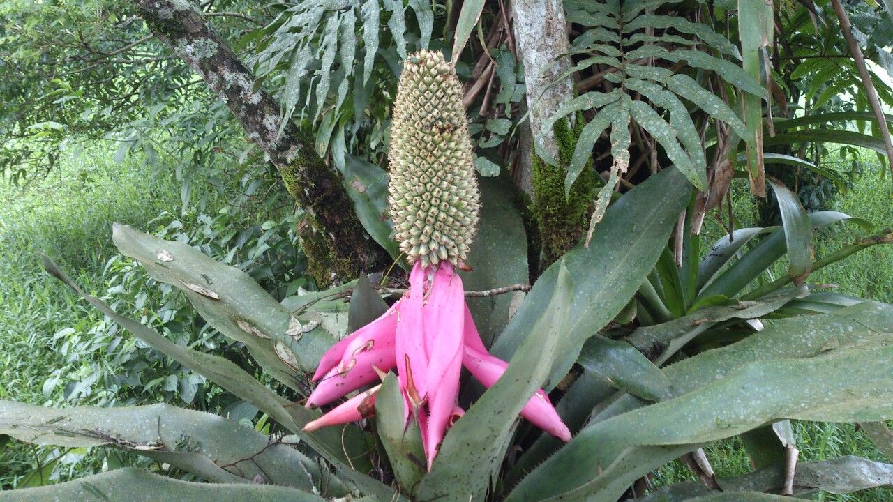 Aechmea mariae-reginae leaf