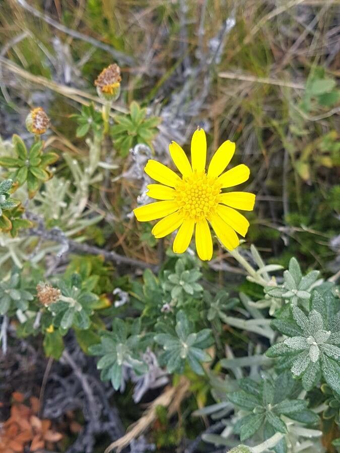 Senecio argyreus flower