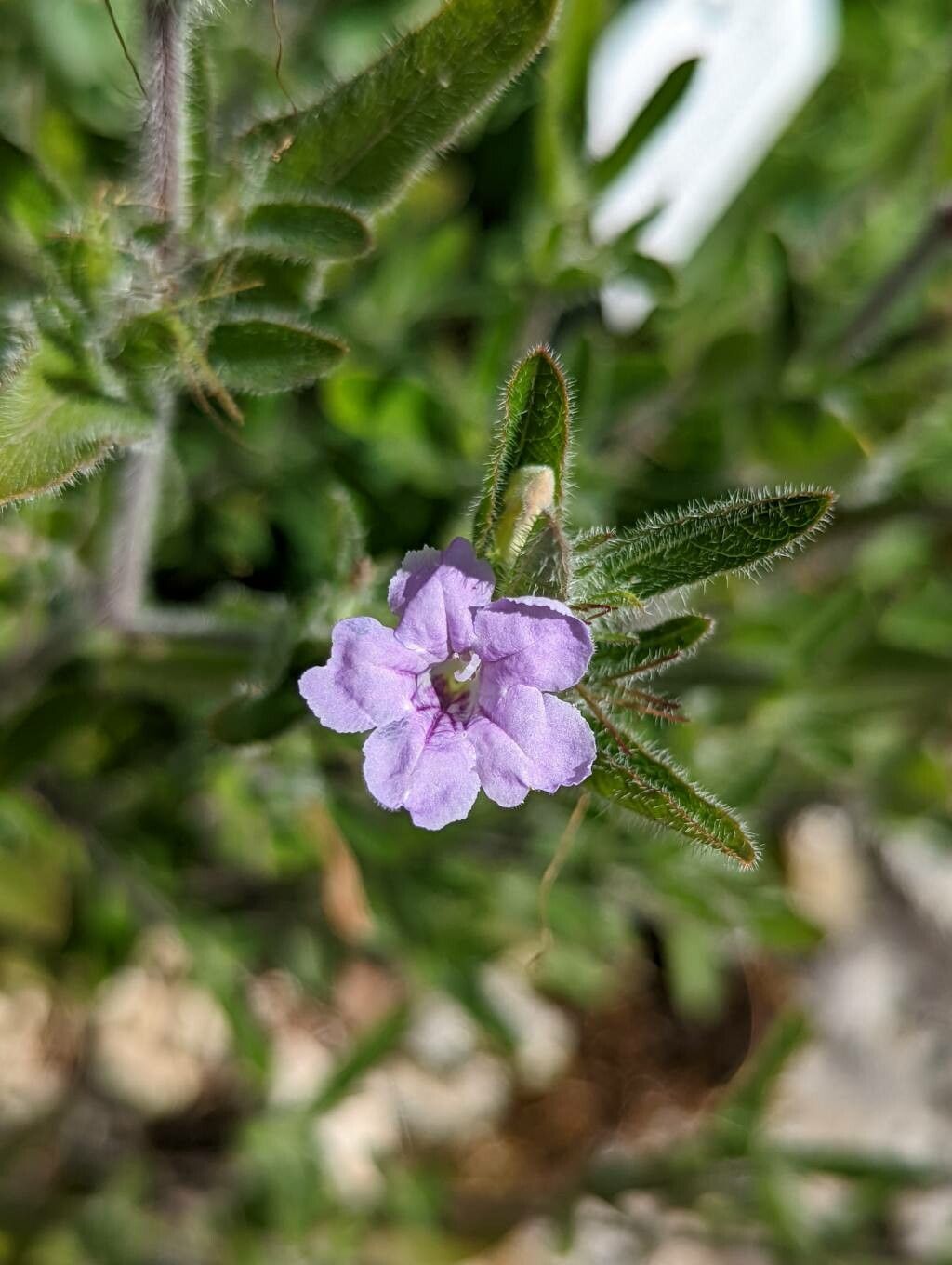 Ruellia humilis flower