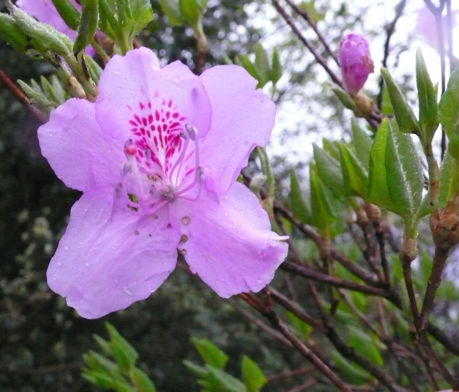 Rhododendron mariesii flower