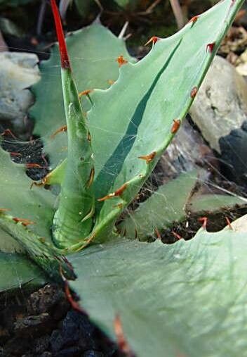 Agave shrevei habit