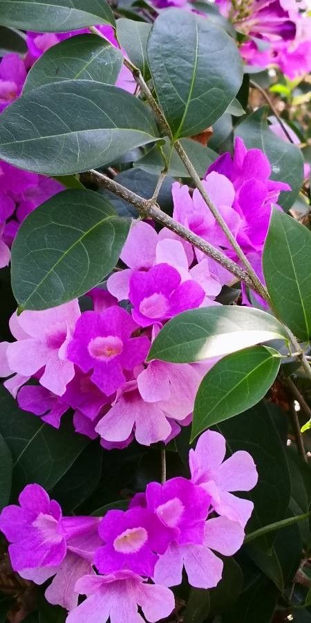 Mansoa alliacea flower