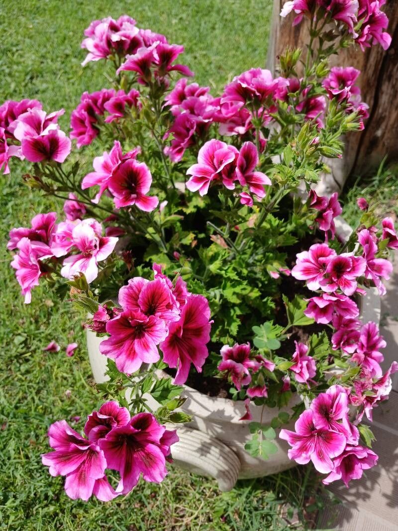 Pelargonium × domesticum habit