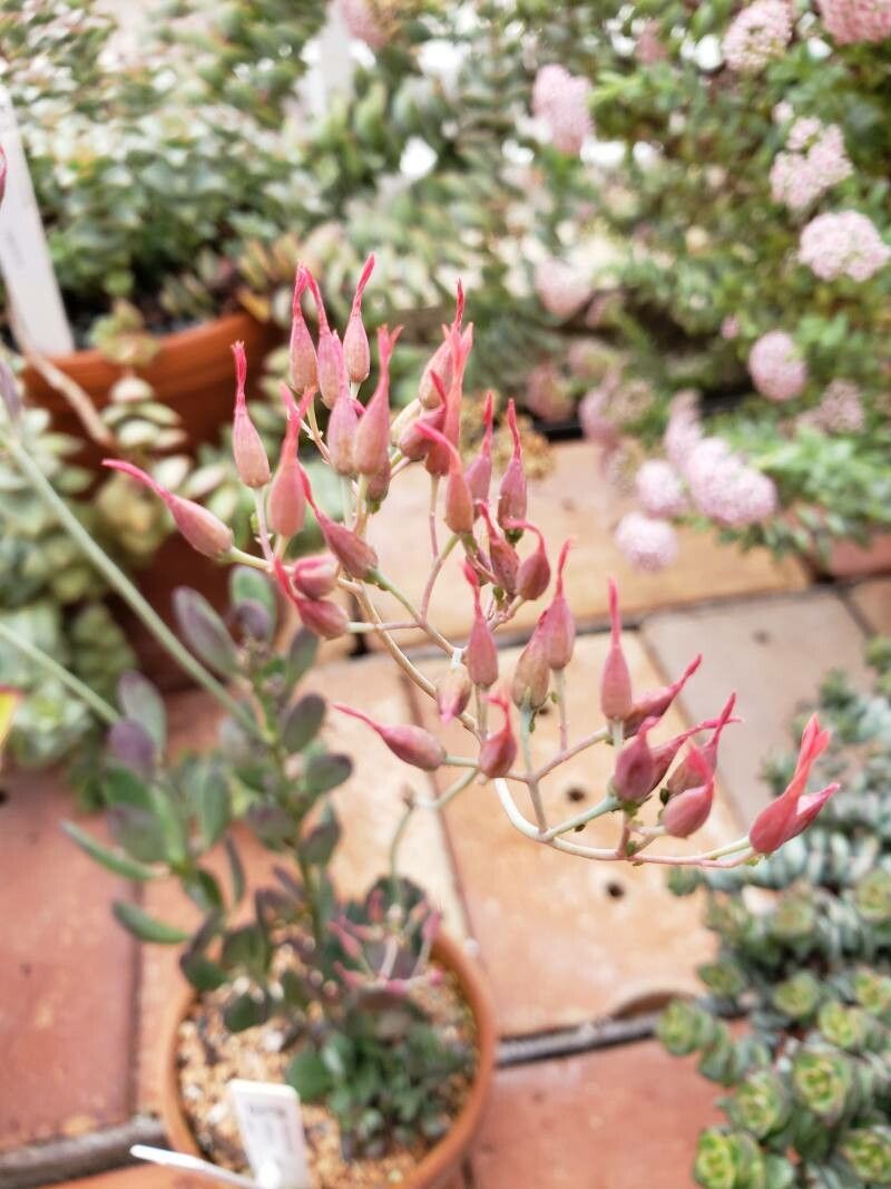 Kalanchoe robusta flower