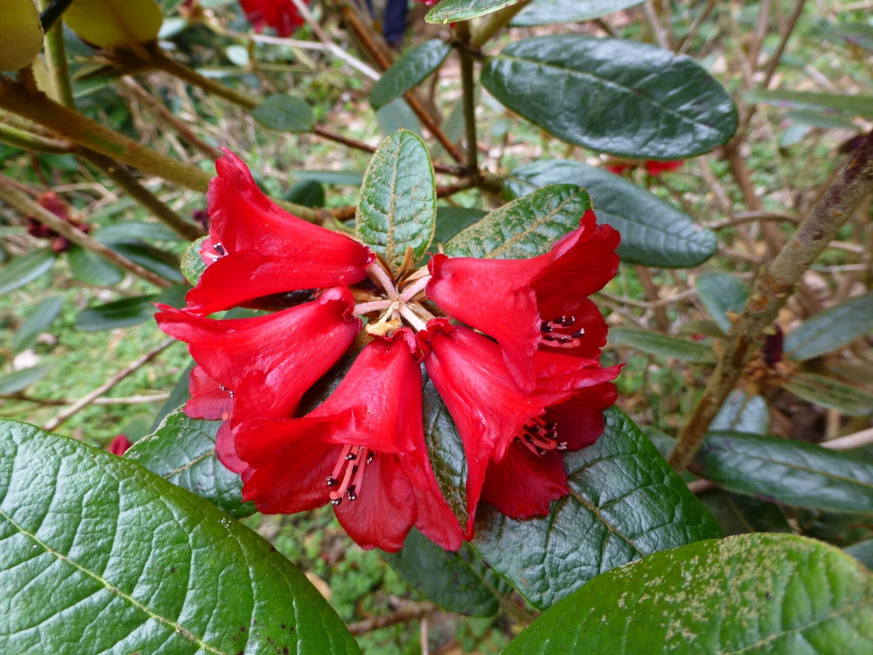 Rhododendron piercei flower