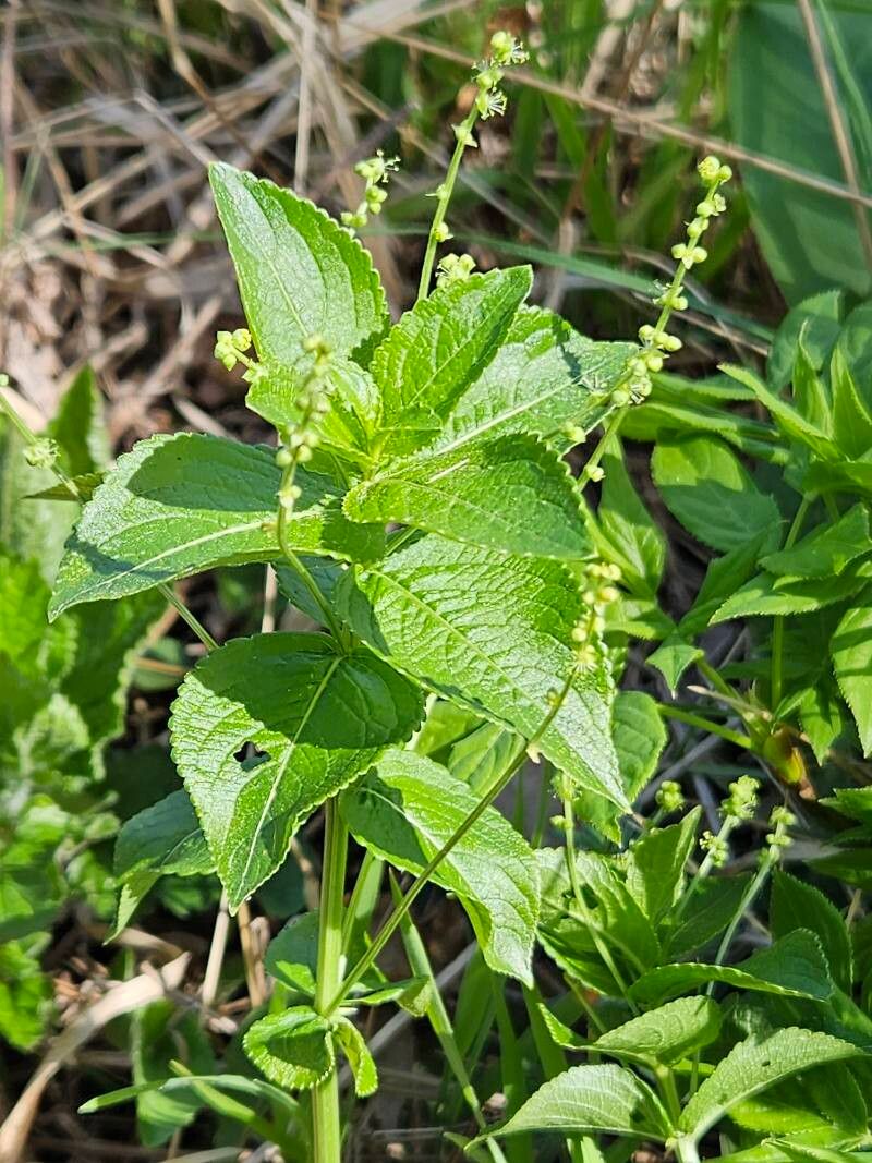 Mercurialis ovata flower