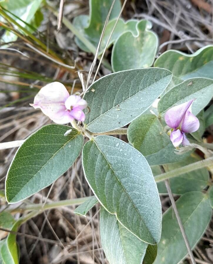 Cologania broussonetii — related species from the same genus