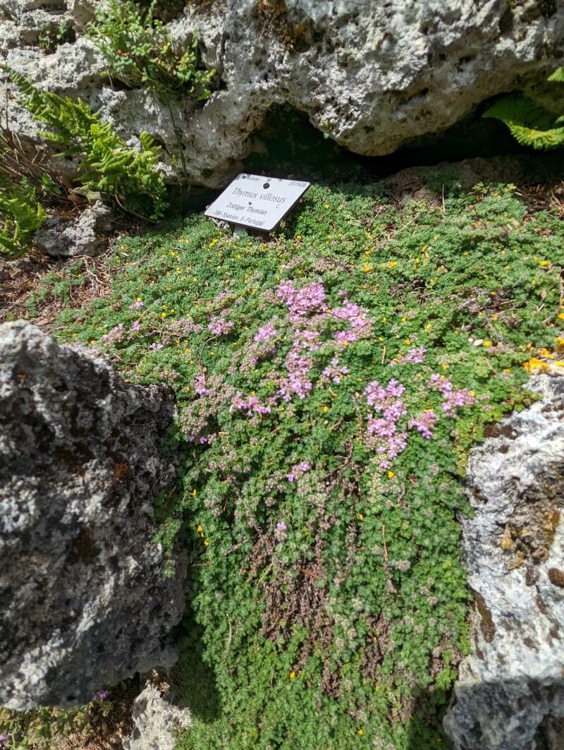 Thymus villosus habit