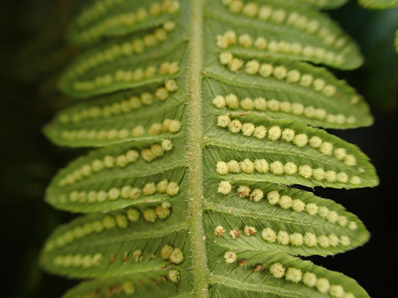 Thelypteris heteroptera fruit