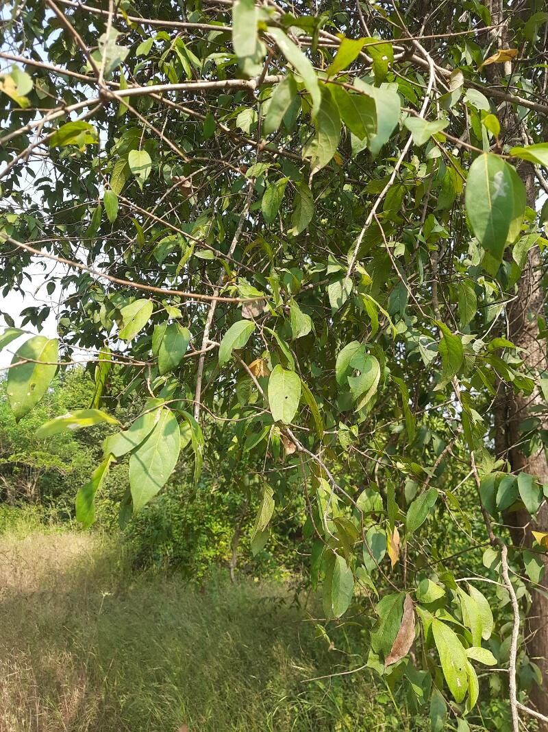 Diospyros melanoxylon leaf