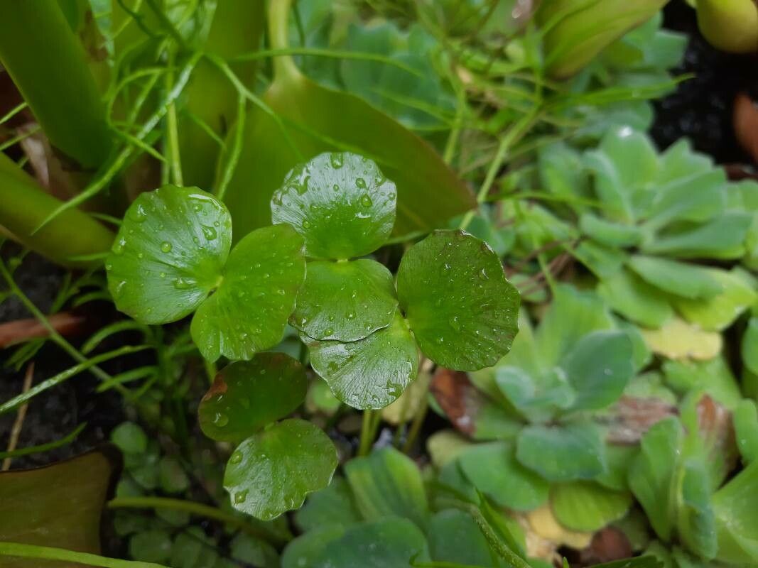 Regnellidium diphyllum leaf
