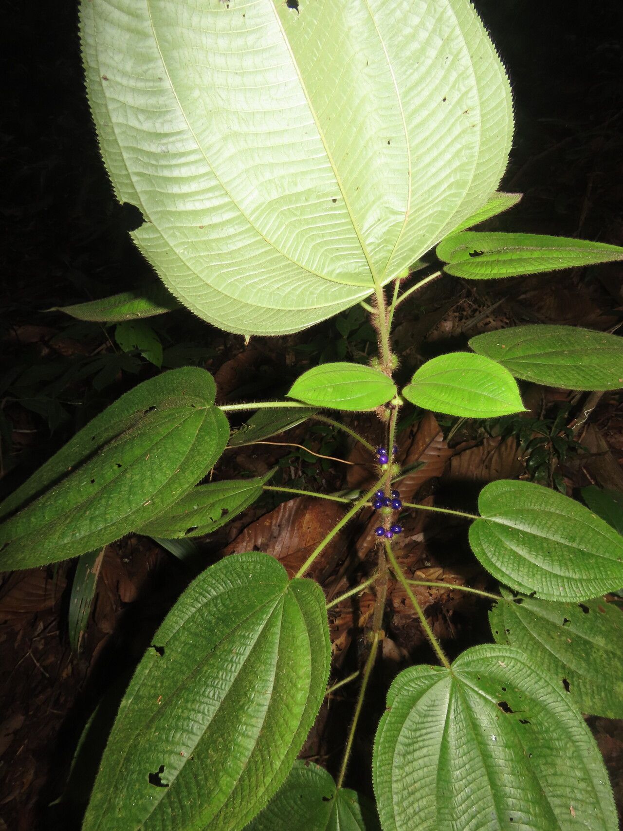 Miconia crenulata leaf