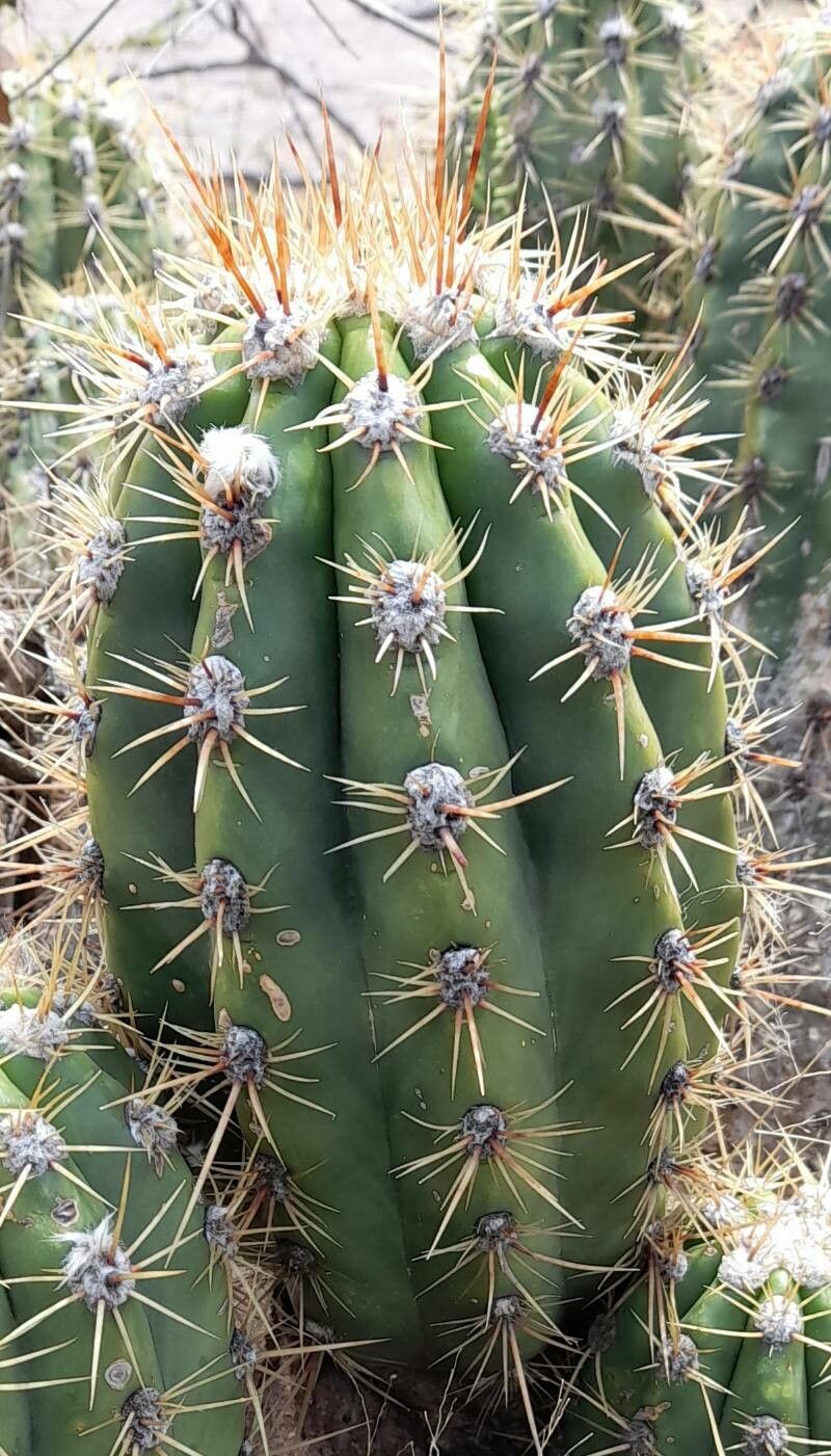 Echinopsis candicans