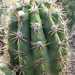 Echinopsis candicans