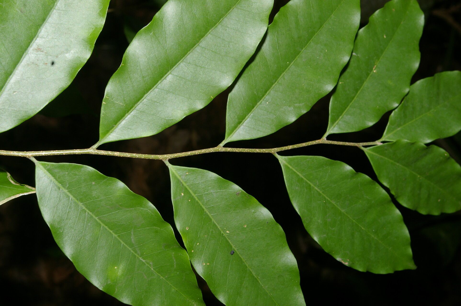 Aspidosperma rigidum — houseplant care guide