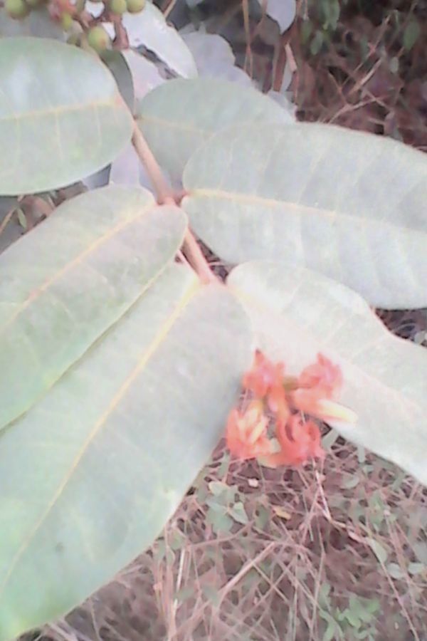 Landolphia heudelotii — search result for 'Sudan'