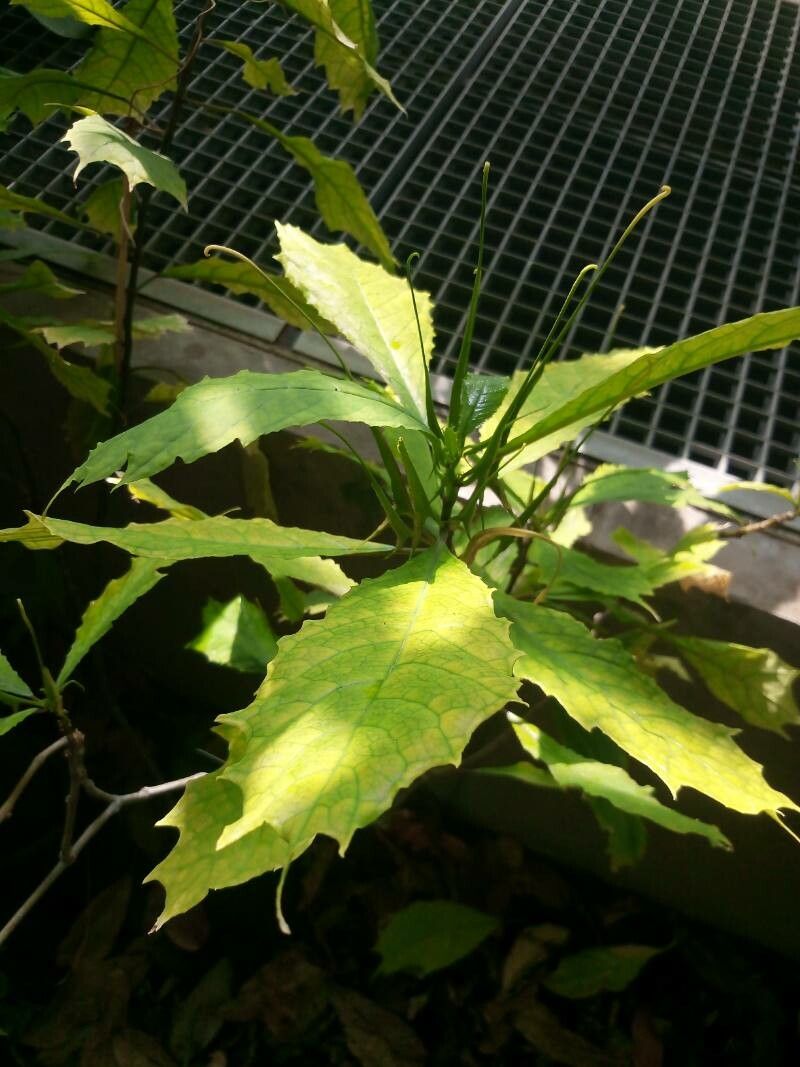 Dorstenia psilurus — search result for 'Dorstenia'