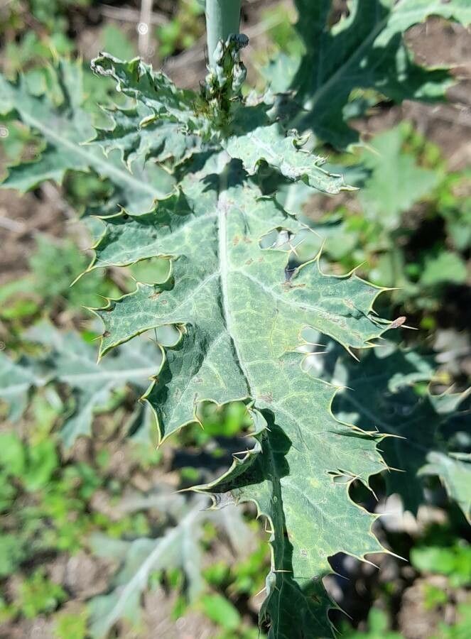 Argemone subfusiformis leaf